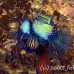 mandarinfish_std_h_0239_pal1117.jpg